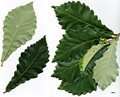 SpeciesSubType: Intraspecific - SpeciesSub: subsp. yunnanensis SpeciesSubType: Intraspecific - SpeciesSub: subsp. yunnanensis